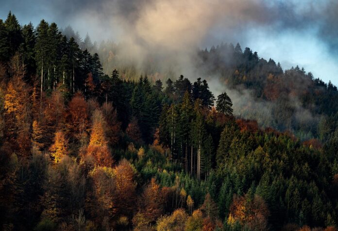 Mysterious Black Forest Germany – Scenic Landscape