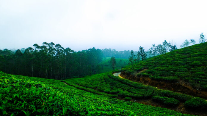 TRIBES OF NILGIRI HILLS